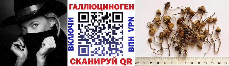 Купить где  Обнинск  Псилоцибиновые грибы Cubensis 